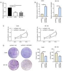 Head to blank gun armory now and check out our fine array of precision historic prop guns & more, including products from bruni. Linc00861 Inhibits The Progression Of Cervical Cancer Cells By Functioning As A Cerna For Mir 513b 5p And Regulating The Pten Akt Mtor Signaling Pathway
