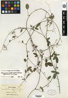 Image result for Desmodium scorpiurus
