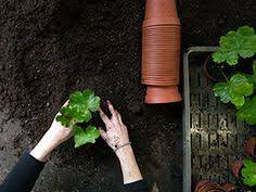 May 24, 2014 4:47 pm: 190 Food Gardening Ideas In 2021 Veggie Garden Outdoor Gardens Gardening Tips