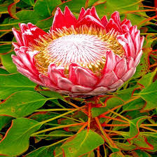 Image result for Protea enervis