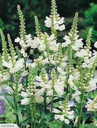 Obedient Plant Physostegia Virginiana Crystal Peak White Perennial Trade Me Plants Perennials Obedient Plant