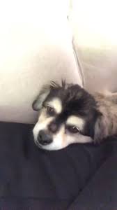 Duke 333 Celebrity Dogs 5sos Memes 5sos