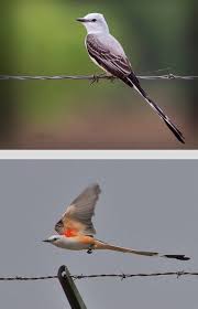 Northern Mockingbird Brown Bird With White Stripes On Wings And Tail Scissor Tailed Flycatcher Tyrannus Forficatus Flycatcher Bird Species Birds