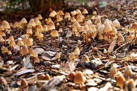 The simple answer is, you can't get rid of lawn mushrooms without getting rid of the lawn. How To Get Rid Of Mushrooms Growing In Mulch The Easy Way In 2021