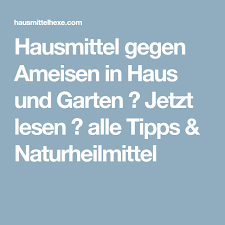 Hausmittel Gegen Ameisen In Haus Und Garten Hausmittelhexe Hausmittel Gegen Ameisen Hausmittel Gegen Flohe Hausmittel