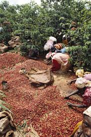 Nov 10, 2020 · the global coffee platform has spurred several initiatives, such as the kenya coffee platform and the coffee data standard to streamline reporting practices. Kenya Women Picking Coffee Beans By Christopher Pillitz