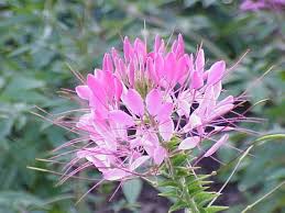 Image result for Cleome oxyphylla