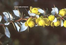 Image result for Berberis verruculosa