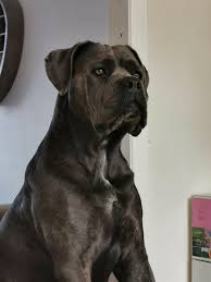 Barbarian Corso Kennel, FCI registered Cane Corso breeders UK