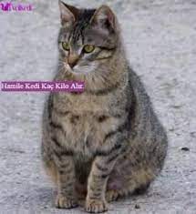 hamile kedi kac kilo alir kedi evcil hayvanlar kedi ci k