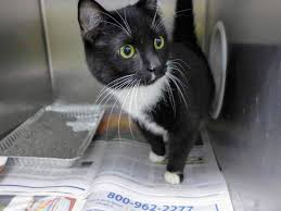 Older cats tend to get overlooked at shelters, but they usually make. City Animal Shelter Seeking Help With Influx Of Rescued Cats Chicago News Wttw