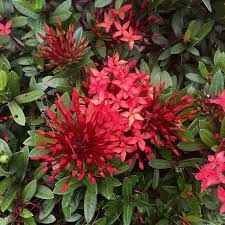 Image result for Ixora coccinea