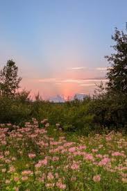 There may or may not be scars and imperfections on the branch. 820 Pretty Images Ideas In 2021 Pretty Images Inspiration Planting Flowers