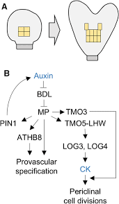 Meristems are plants' stem cell tissues essential for lifelong growth and development (stahl and during secondary growth, procambial cells divide continually and the numbers of both phloem and tdif signaling influences stem cell behavior in the vascular meristem. Plant Vascular Development Mechanisms And Environmental Regulation Springerlink
