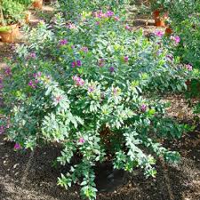 Image result for Polygala myriantha