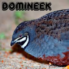 Ceci est souvent condensé en: Poison C Est La Dose Qui Fait Le Poisson Domineek