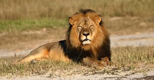 Lists of biota of africa. The Big Five Africa S Most Sought After Trophy Animals The New York Times