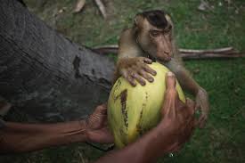 A peta investigation has revealed that monkeys are used to pick coconuts on thai coconut farms prompting immediate boycotts of the brands involved. Coconut Products Tied To Animal Cruelty Leads 15 000 Stores Ban