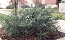 Japanese holly 'convexa' is a very popular and common ilex crenata cultivar. Ilex Crenata Convexa Landscape Plants Oregon State University