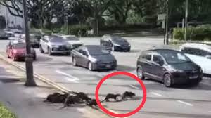 There were 509 passengers and crew. Bmw Crashed At Tanjong Pagar And Caught On Fire Accident At 37 Tanjong Pagar Rd On Feb 13 2021 Sg Youtube