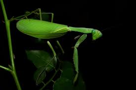 We did not find results for: Giant Rainforest Mantis Alephrocco