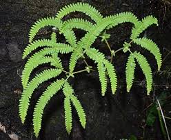 Image result for Sticherus