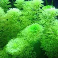 Image result for Phyllanthus parvulus
