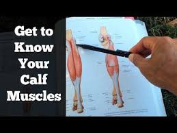 The lower extremity consists of the thigh, leg and foot. What Is The Anatomical Term For Your Calf Muscle Of The Lower Leg Peroneus Longus Anatomy Function Rehabilitation Mckenziexoldu