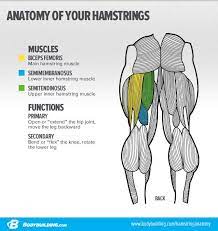All 4's with leg lift. 3 Essential Moves For Powerhouse Hamstrings Muscle Anatomy Anatomy Hamstring Muscles