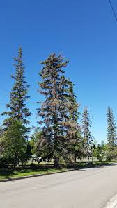 Larches are conifers in the genus larix, of the family pinaceae (subfamily laricoideae). 311 Calgary On Twitter Opened Tree Maintenance City Owned Request Via Web At 3708 Spruce Dr Sw Https T Co 5edazi98ww City Trees 3 Dead Or Dying Large Evergreen Trees Time To