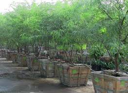 Chilean Mesquite For Sale Fast Growing Desert Trees Backyard Landscaping Desert Trees Valley Nursery