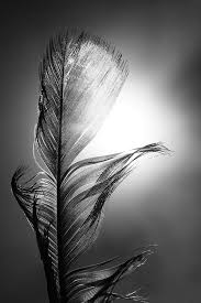 Beautiful Black And White Art Pictures 200 Beautiful Black And White Photography Ideas White Photography Black And White Photography Black And White Pictures