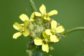 Image result for Sisymbrium burchellii