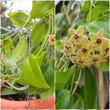 The image used above is for illustration purposes only. Hoya Vitiensis Yellow Guava Tree Hoya Plants Tropical Plants