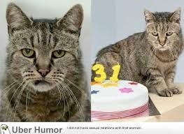 Nutmeg The World S Oldest Cat Celebrating His 31st Birthday 104 In Human Years Old Cats Cat Celebrating Cute Animals