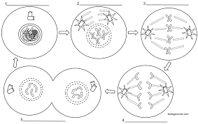 Centrioles help with cell division. Mitosis Coloring