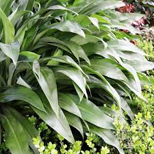 Arthropodium Cirratum Matapouri Bay Bay Plants Foliage