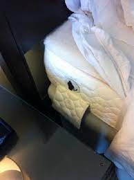 Hilton garden inn kansas city, kansas city. The Hilton Garden Inn Has Adjustable Beds Very Comfortable Picture Of Hilton Garden Inn Liberia Airport Tripadvisor