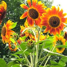 茶色の花のおしゃれな ひまわり ムーランルージュ 種まき栽培記録 鈴木ややブログ