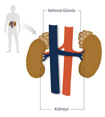 Resultat d'imatges de hiperplasia suprarrenal