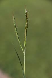 Image result for Dichanthium