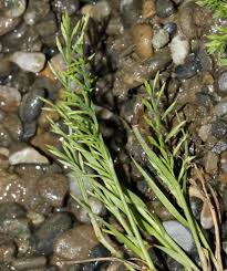 Image result for Styppeiochloa