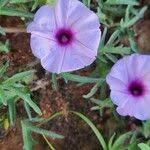 Image result for Ipomoea oenotherae