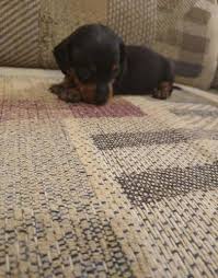 Lots of dachshund rescue shelters can be found across the usa. Miniature Dachshund Puppy For Sale Adoption Rescue For Sale In Loxley Alabama Classified Americanlisted Com