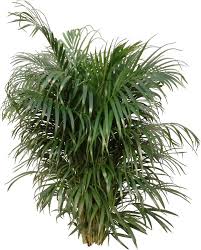Q Why Do The Tips Of My Areca Palm Turn Brown A Palm Houseplants Get Brown Tips From Too Much Plant Food Or Not Palm Plant Care Areca Palm House Plant