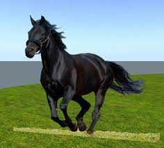 A black horse has a black coat and black points. Black Horse Horses Black Stallion Horse Black Stallion