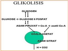 Maybe you would like to learn more about one of these? Biologi Gonzaga Soal Essay Metabolisme Sel