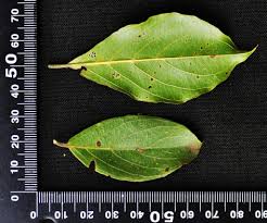 Image result for Combretum apiculatum