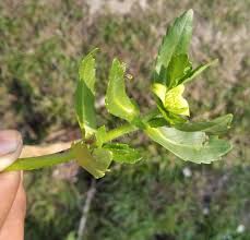 Image result for Enydra fluctuans