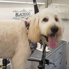 These were usually small businesses, like mom and pop operations, which were available for only the local area. Blackdog Mobile Pet Grooming Home